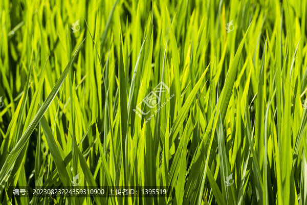 绿色水稻叶片