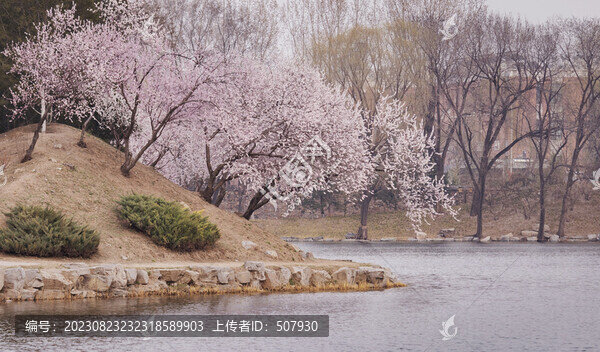 桃花樹