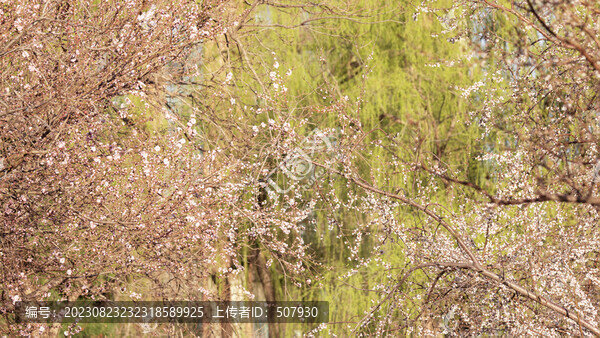 桃花樹