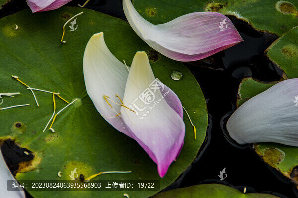 荷花荷葉