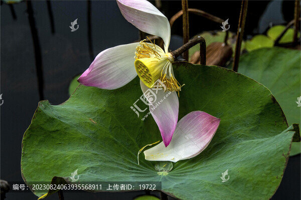 荷花荷葉