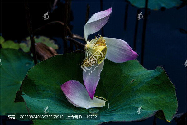 荷花荷葉