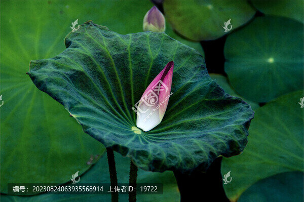 荷花荷葉