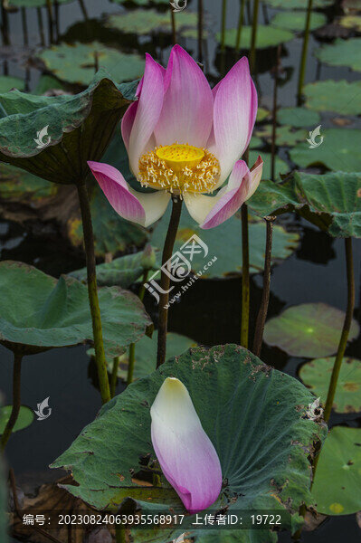 荷花荷葉