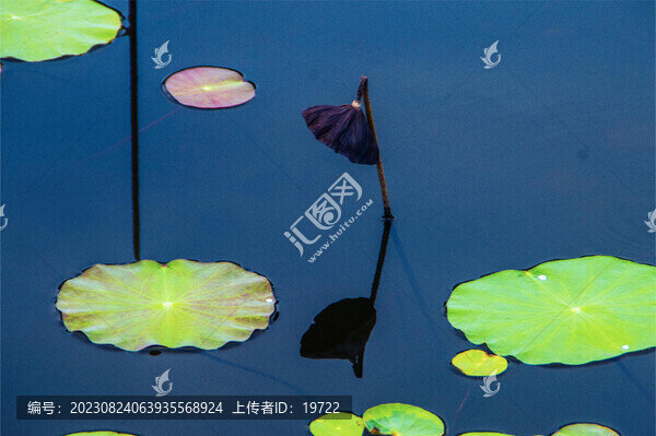 荷花特寫