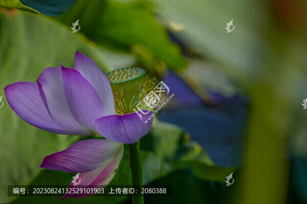 荷花