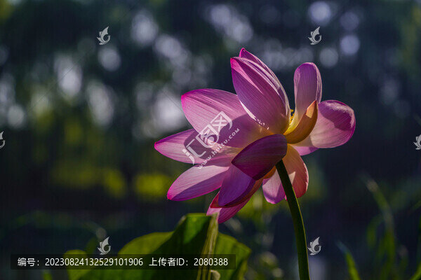 光影荷花