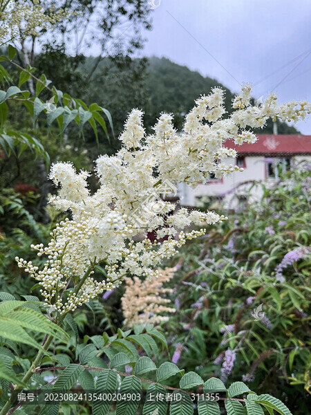 珍珠梅