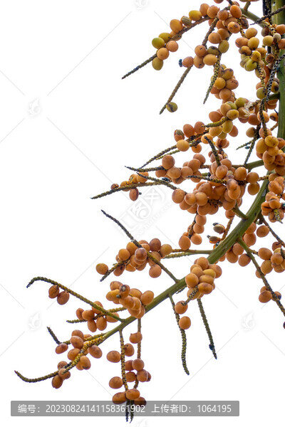 棕樹(shù)果