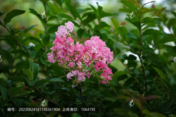 綠葉紅花唯美圖片