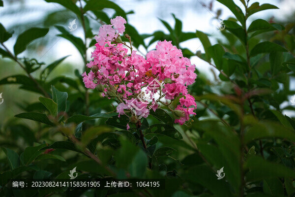 紫薇花