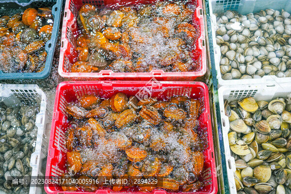 鮮活扇貝