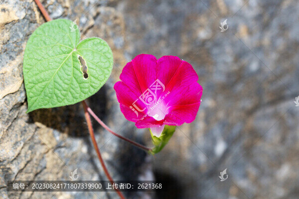 野牽牛花