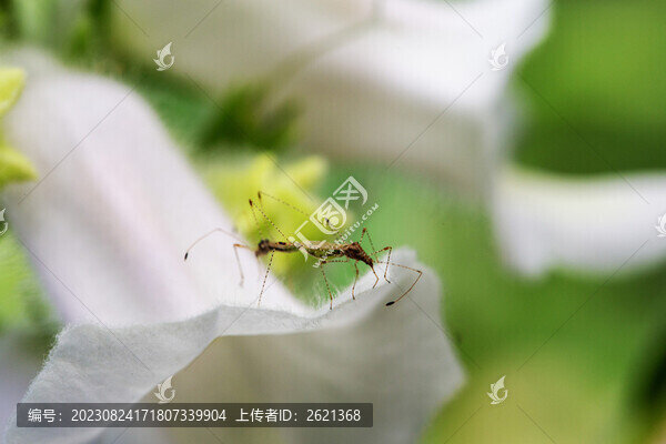 昆蟲交尾