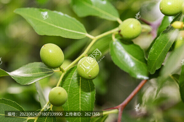 青酸棗兒