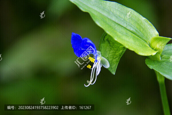 翠蝴蝶