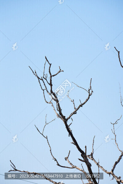 冬季樹枝