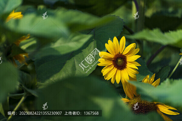 向日葵