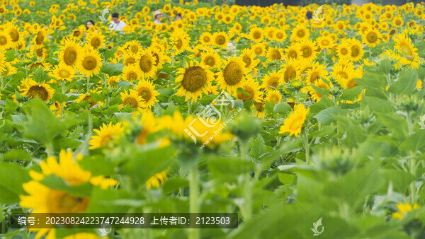 一片向日葵開(kāi)放48