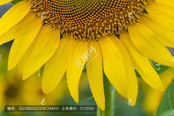 向日葵花朵綻放特寫鏡頭