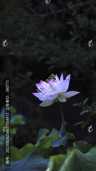 荷花