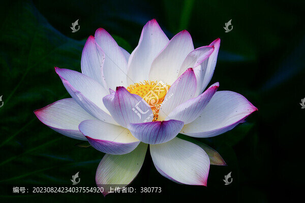荷花