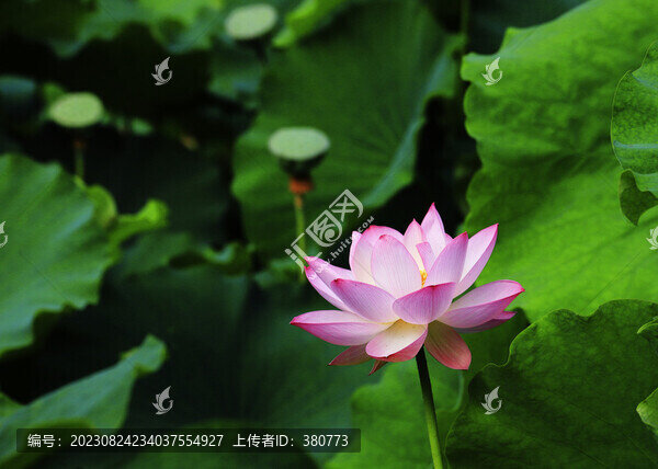 荷花