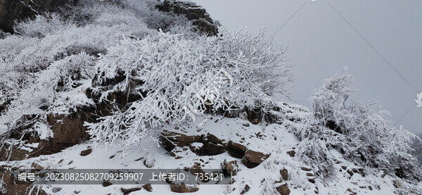 積雪樹掛