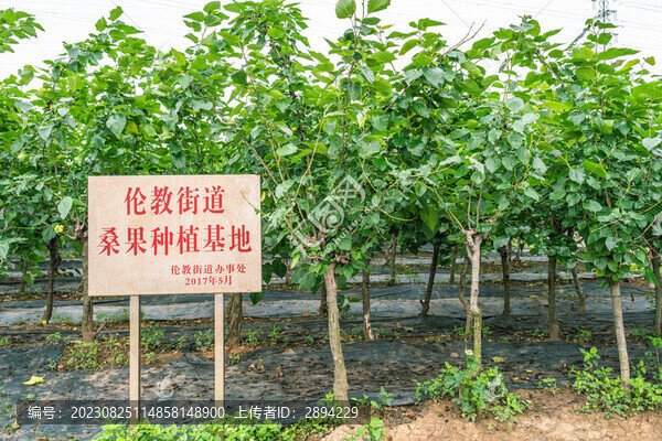 順德倫教桑果種植基地