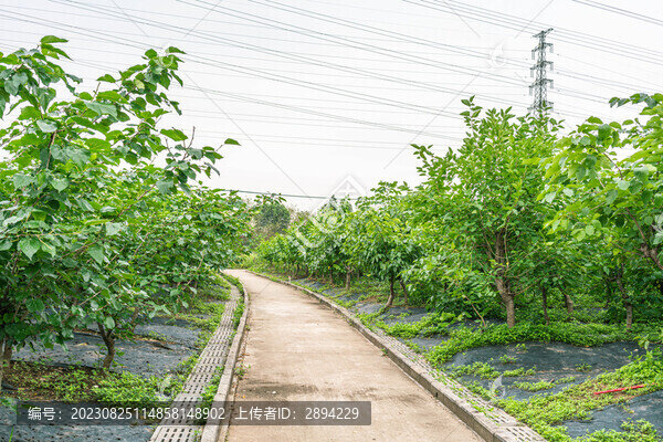 桑果種植基地