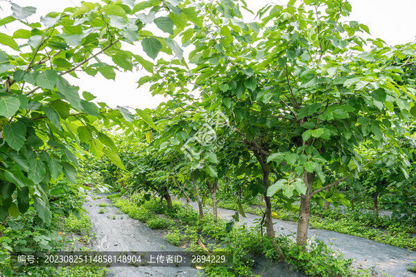 桑園地