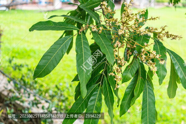果樹開花
