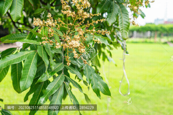 龍眼樹龍眼花