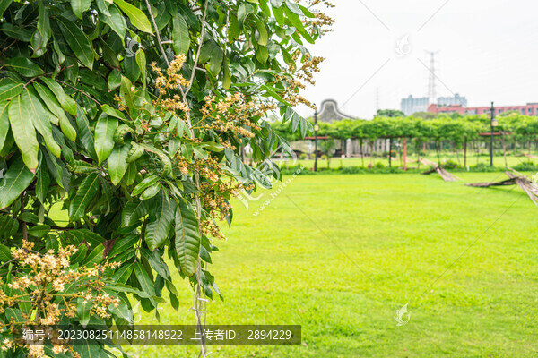 香云紗晾曬場龍眼花