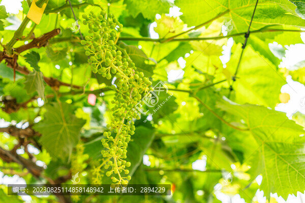 香云紗葡萄園