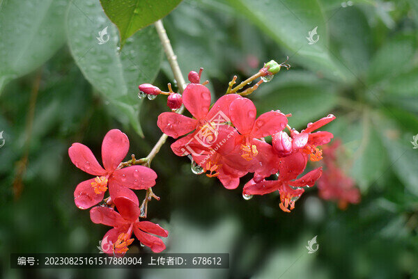 雨后紅花