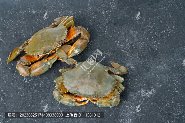 大肉蟹