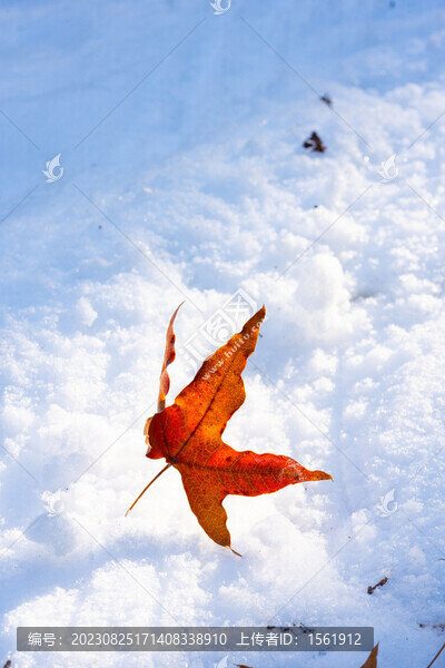 冬季雪地上的紅色楓葉