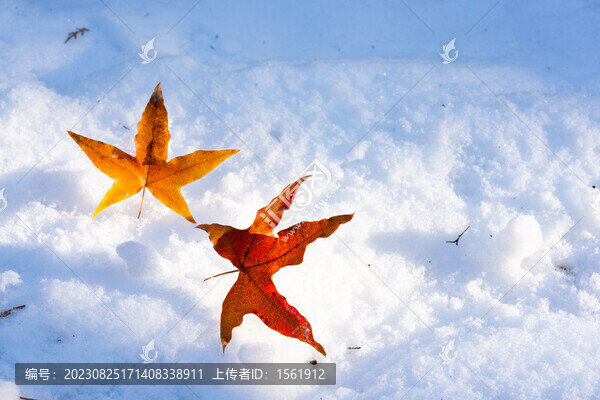 冬季雪地上的紅色楓葉