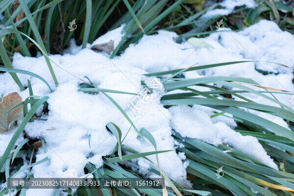 冬季雪地麥苗