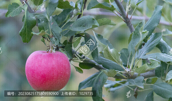 紅蘋果