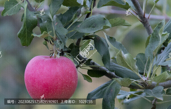紅蘋果