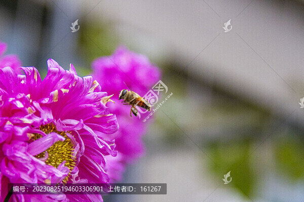 翠菊花