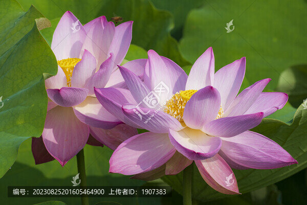 荷花