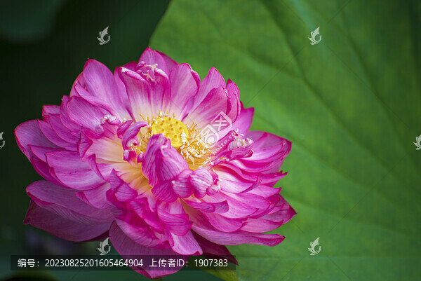 畫意荷花