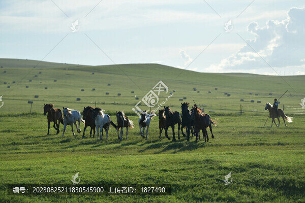 牧馬馬群