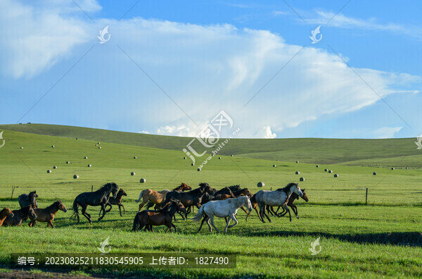 牧馬馬群