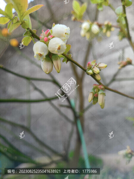 藍(lán)莓樹