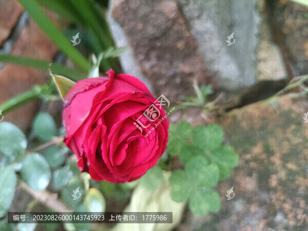 月季花