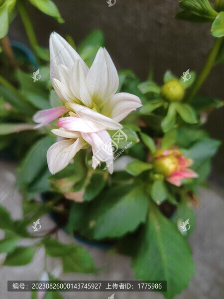 小麗花
